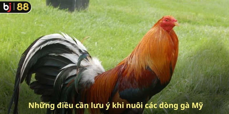 Những điều cần lưu ý khi nuôi các dòng gà Mỹ